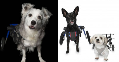 Photographer Has Brilliantly Captured the Imperfections of Rescued Disabled Dogs, Making Them Look Totally Perfect