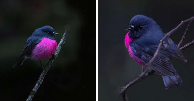 The Pink Robin Is So Cute and Tiny That Many Can't Even Believe It Is Real