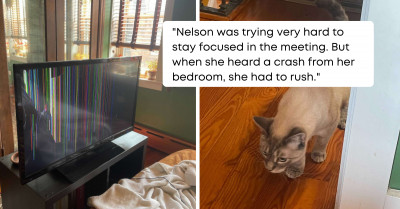 This Little Kitty Caused an Unbelievable Scale of Destruction in Her Mom's Room All by Herself.