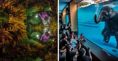 20 Incredible Images From The 57th Wildlife Photographer Of The Year Contest