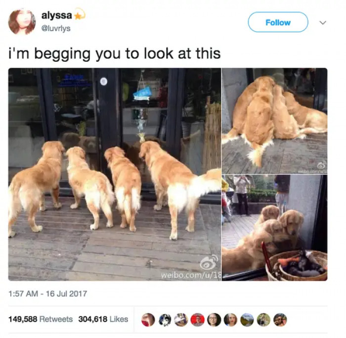 9. A pile of doggos will always be important