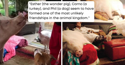 Check Out This Adorable Trio Of A Pig, Turkey, And A Dog Who Have Formed The Most Unlikely Bond