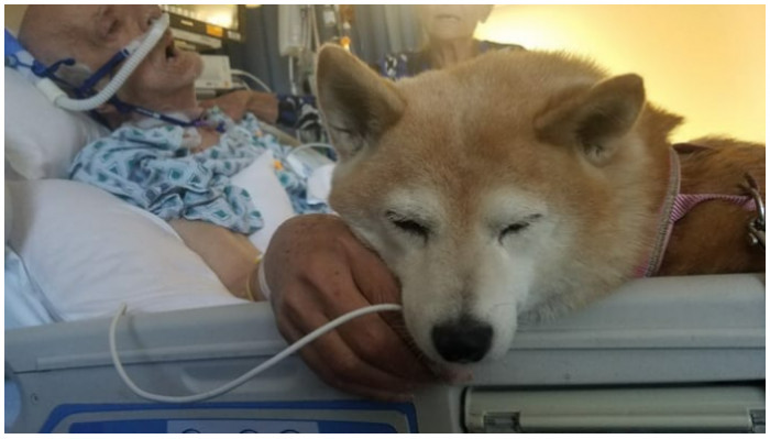 1. The dog pays his last respects to this animal advocate who rescued him years ago.