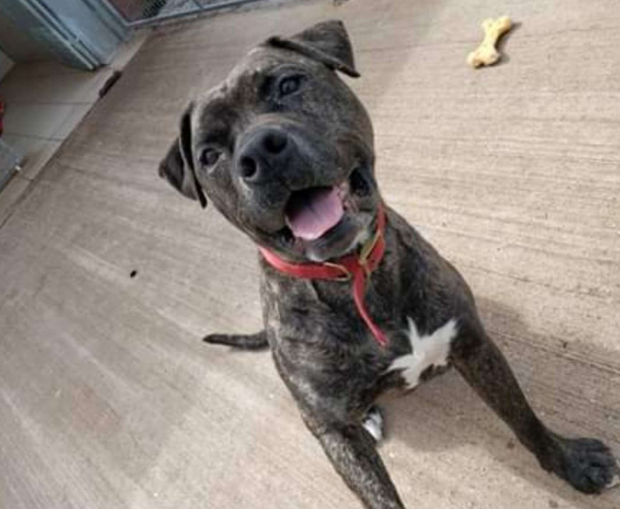 Bob has seen 221 other dogs get adopted in the time he has been at the RSPCA.