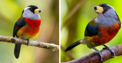 Get To Know Toucan Barbet, The Near-Threatened Bird That Will Take Your Breath Away With Its Iridescent Toned Plumage