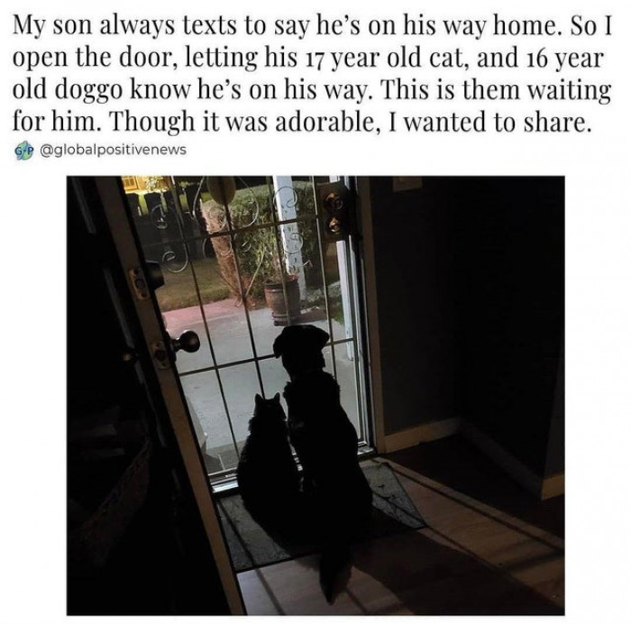 5. Furry friends are always full of love