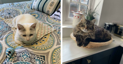 50 Times Cat Owners Caught Their Fur Buddies In Awkwardly Hilarious Situations