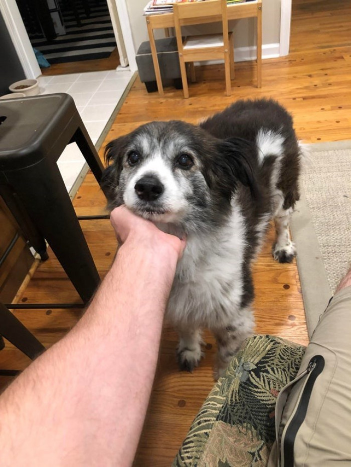 5. The dog's old, but he's still a good boy