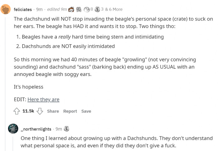 5. Oh, that poor beagle...