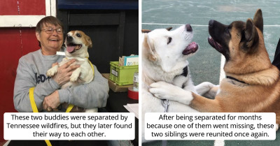 15 Heartwarming Tales of Reunions with Lost Pets That Will Touch Your Soul