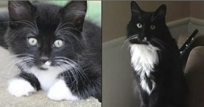 15 Cute Kittens Who Grew Up and Became Majestic Adult Cats