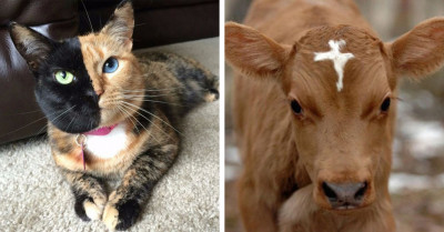 25 Pictures Of Amazing Animals With Astonishing Colors That Appear As If They Came From A More Colorful World