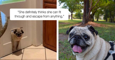 Chonky Pug Pup Can't Fit Through The Doggy Door