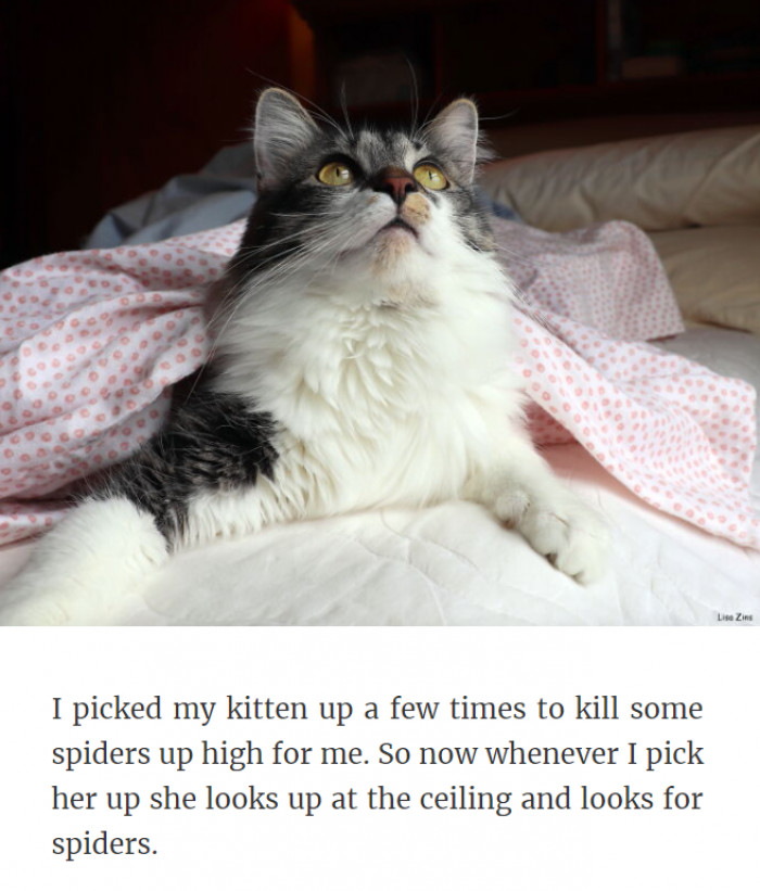 8. Kitty the Spider-Killer