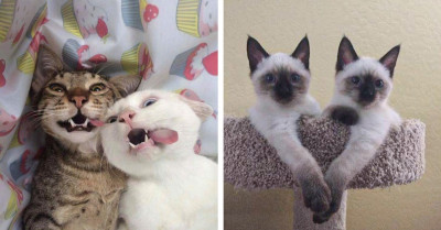 17 Of The Cutest Cat Photos On The Internet That Will Steal Peoples' Hearts