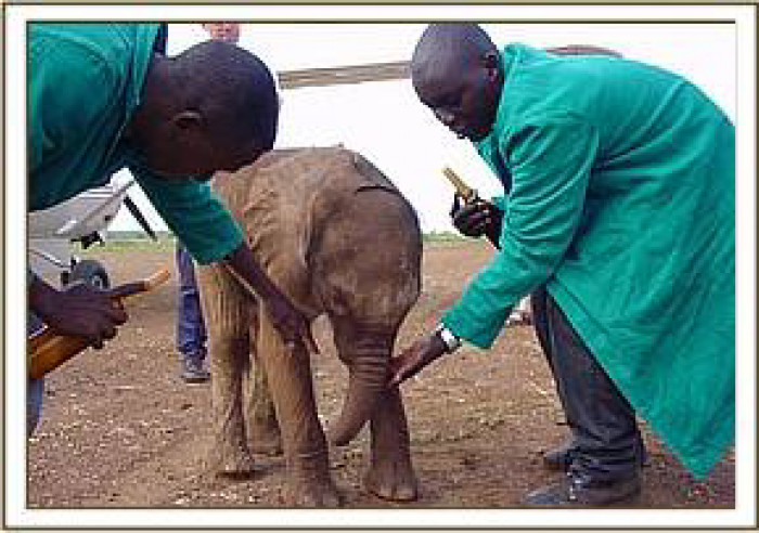 Little Sunyei with her rescuers in 2003