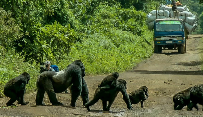 The adult male gorilla seems to be staring down the oncoming truck.