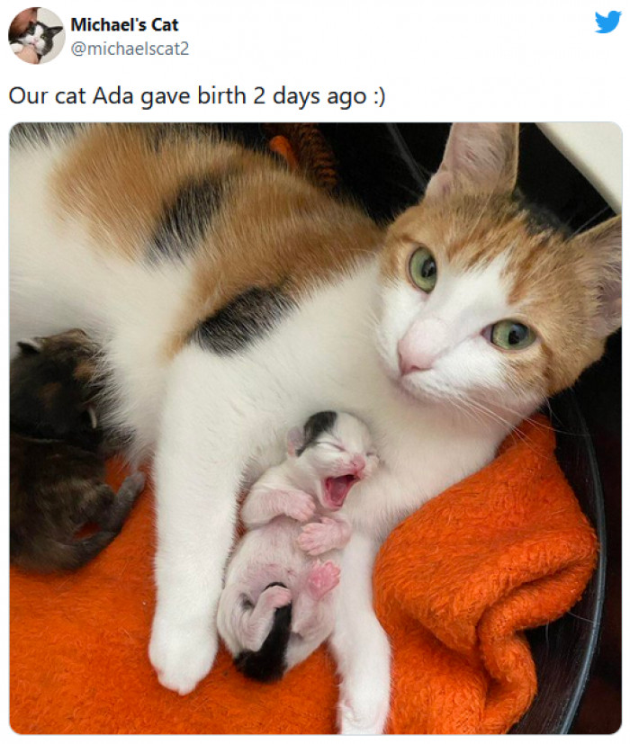 4. This cat looks so proud of her baby kitten and they are so cute together