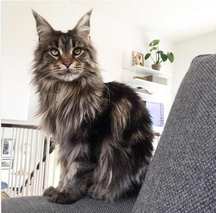 19. A cat with a bit of an attitude but also a gentleman