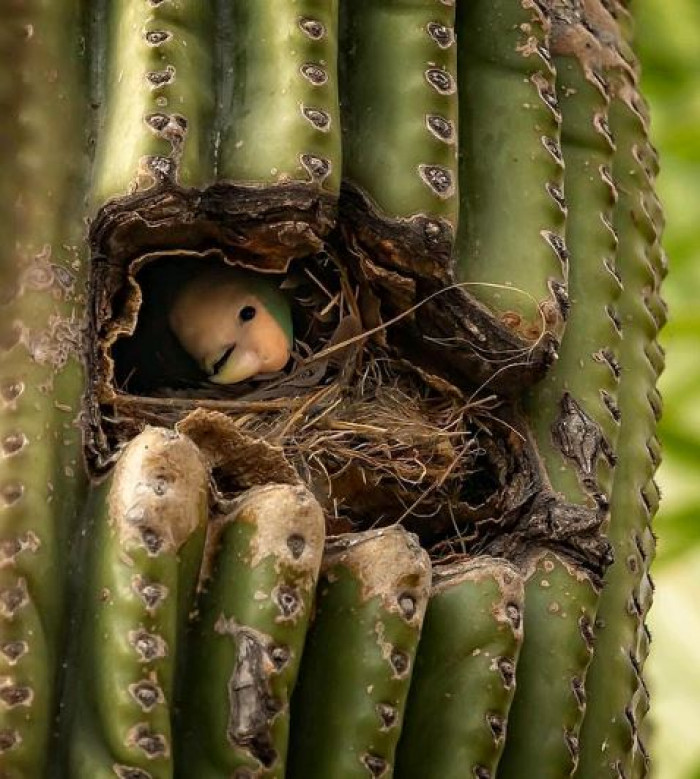 In the wild, they prefer to live up to 1,600 meters above the sea level and they are usually found in forests, semi-deserts, and the high mountains. Their habitats depend on their access to water.