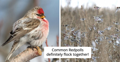 This Tiny Bird Has Quite A Blood-Thirsty Look