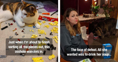 Here Are 17 Times Our Furry Companions Became the Boss Around the House