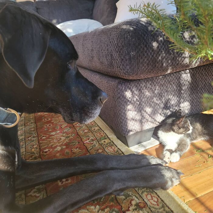 Big Great Dane Corbin and kittens relax together, proving dogs and cats bond.