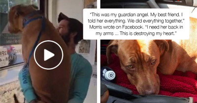 Stolen Dog Can Contain Her Excitement When She Gets Reunited With Her Dad And Jumps Straight Into His Arms