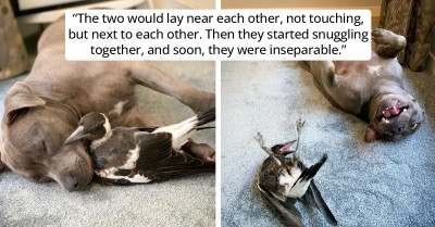 Peggy And Molly: The Weirdest Friendship Between A Magpie And Her Rescuer, A Bull Terrier