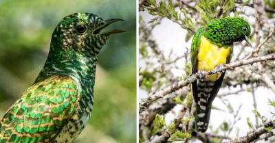 This Bird Slays Its Brilliant Metallic Green and Striking Golden Yellow Attire with Pride