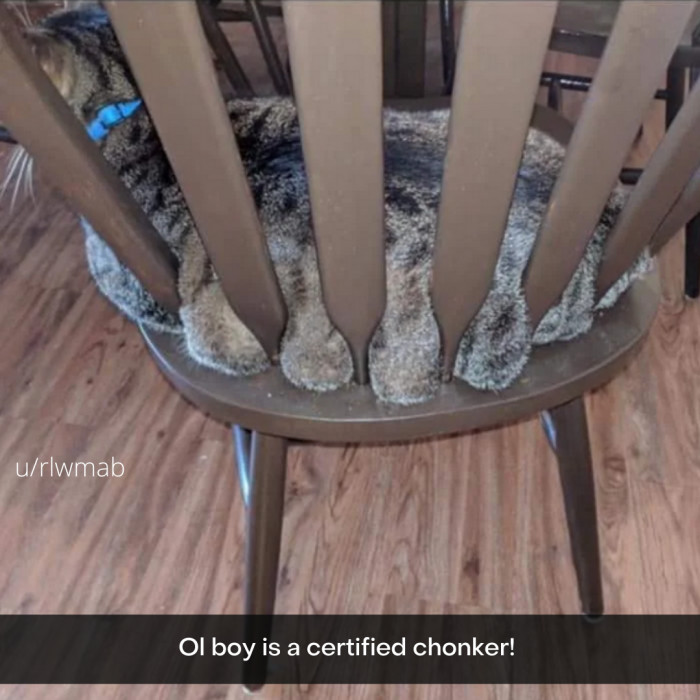 1. What could be more comfortable than having your fur and fat seep through the bars of your favorite chair?