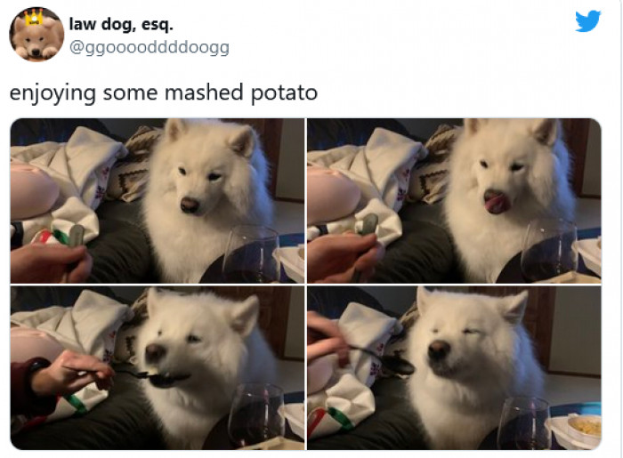 3. Foods I did not expect dogs to like: mash potato