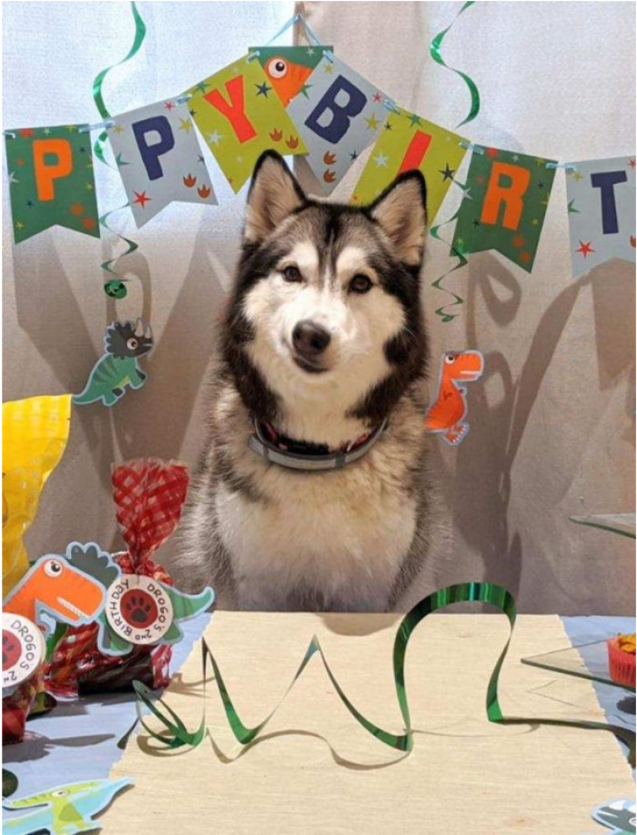 10. “Threw my dog a birthday party. He seems unimpressed.”
