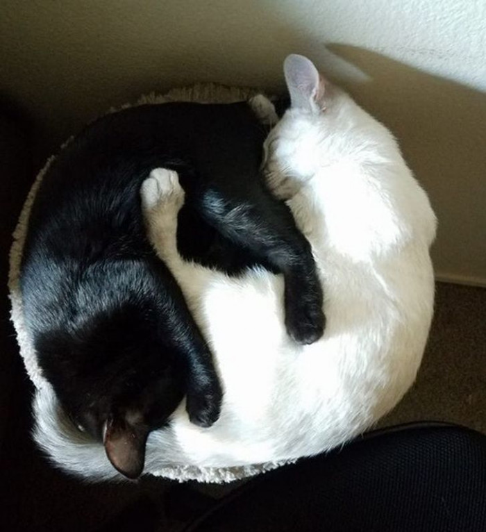 1. A cat duo named Yin and Yang, perfectly embodying their names in this photo.