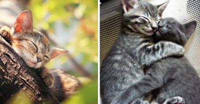 40 Purrfect Photos of The Sweetest Little Kittens That Fell Asleep
