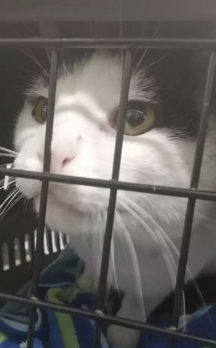 Parsley, high out of her mind, on her way to the vet.