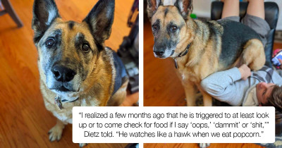 Dog Thinks 'Oops' Is A Cue Word For Him To Get Food Because He Starts Searching For Food Every Time He Hears It