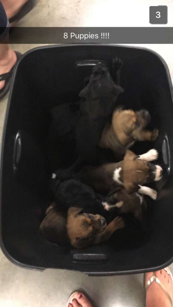The 8 puppies they fostered