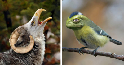 30 Pictures Of Animals Combined Together By Designers That Look So Awkward