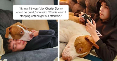 This Pit Bull Saved His Human Brother's Life When He Noticed Something Was Very Wrong