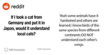 Reddit User Asks People If A Cat From Germany Relocating To Japan Will Understand The Country's Local Cats