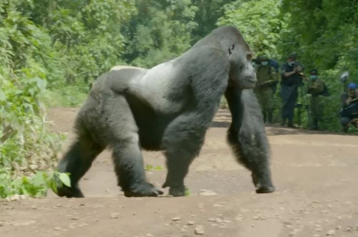 Look at how massive the silverback gorilla is