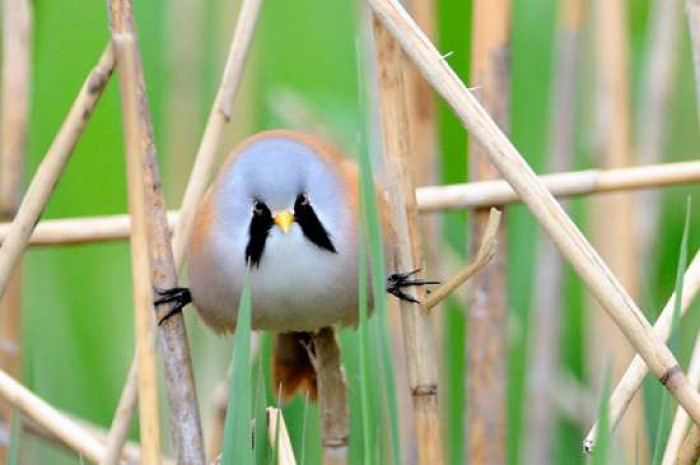 One of the funniest traits of this bird is its ability to out-split even the most expert gymnast. Believe it or not, they are most relaxed in this position.