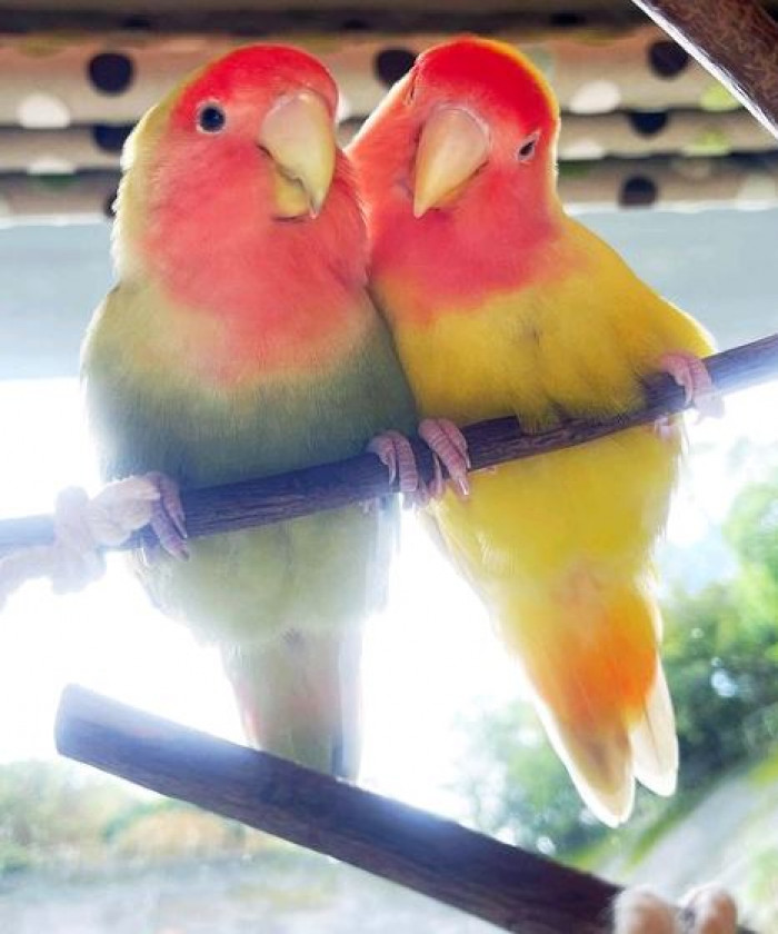 Rosy-faced lovebirds originally have beautiful green bodies, with a blue rump, horn-colored bill, and grey feet. 