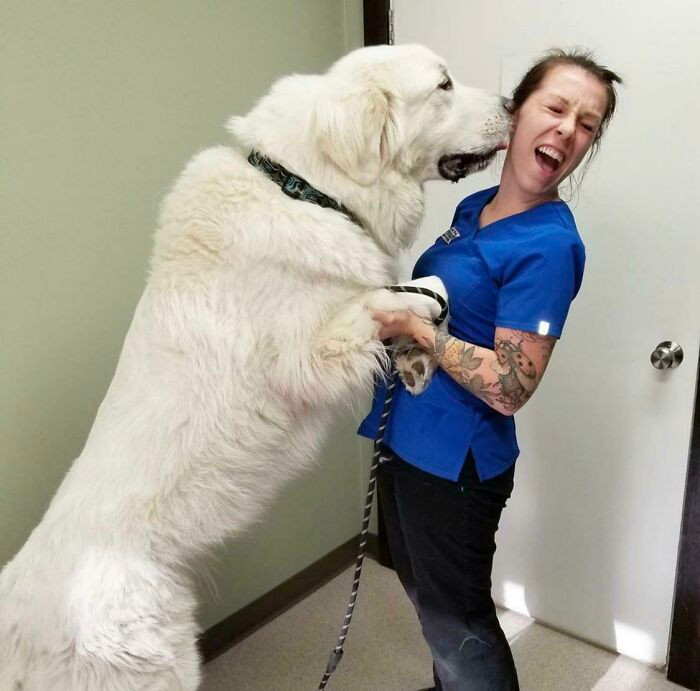 No matter if Bone looks more like a polar bear than dog, he’s surely proud of passing all his check ups