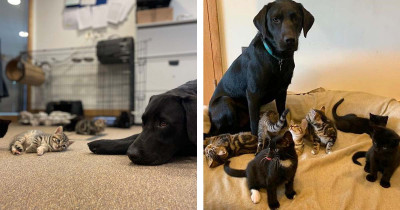 This Labrador Retriever Rescue Became a Dad After Adopting 7 Abandoned Kittens