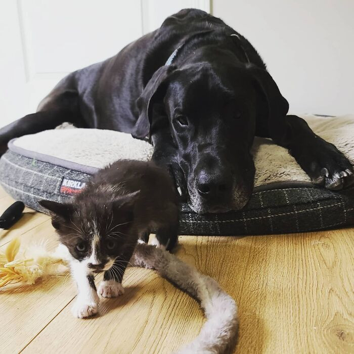 Corbin the Great Dane cuddles kittens, demonstrating loving foster parenting.