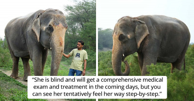 Blind Elephant Takes Her First Steps To Freedom After 46 Years In Captivity