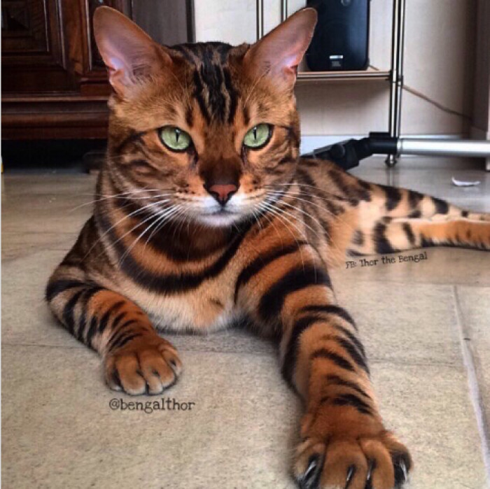 13. This should be Thor's little cat tigress