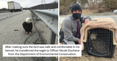 Incredible State Trooper Rescues Bald Eagle in a Heroic Act on a Busy Highway